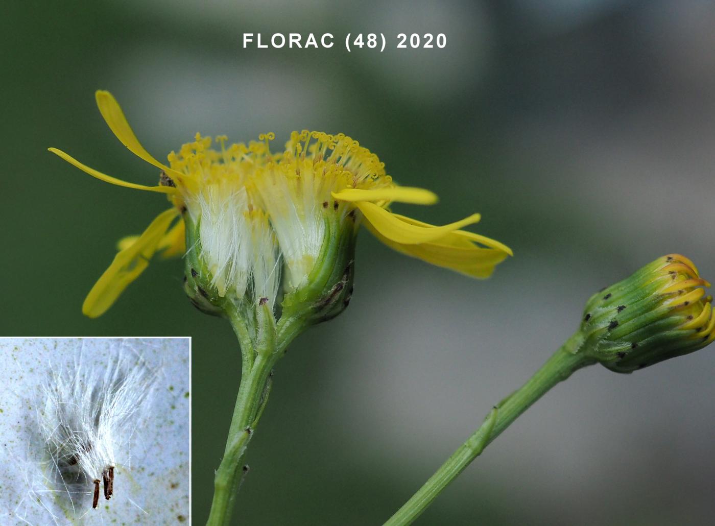 Ragwort, Narrow-leaved fruit